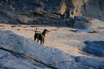 Doberman at Harlyn Bay just before sunset late September Cornwall UK