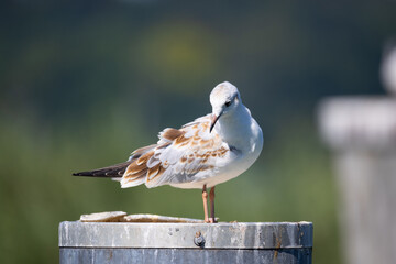 rust-brown-white Arctic tern, standing on a round metal pole, head looking down, background very blurred, detailed plumage rust-brown, brown-black beak, sunshine during the day, seagull