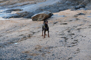 Doberman at Harlyn Bay just before sunset late September Cornwall UK