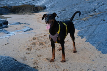 Doberman at Harlyn Bay just before sunset late September Cornwall UK