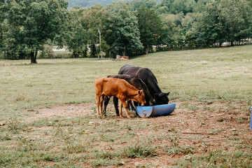 Cows in a field