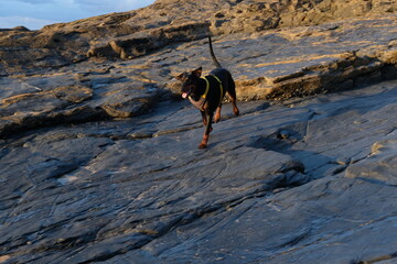 Doberman at Harlyn Bay just before sunset late September Cornwall UK