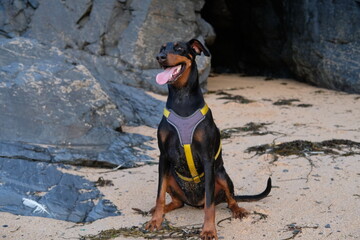 Doberman at Harlyn Bay just before sunset late September Cornwall UK