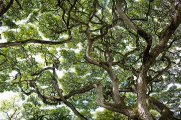 Fototapeta premium Oahu, Hawaii Tree Landscape 