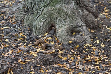 Dog poop on ground by a tree