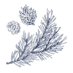 Pine branch with green needles and a cone, forest plants for winter and christmas decor. Graphic illustration hand drawn in black ink. Set of isolated objects EPS vector. © NATASHA-CHU
