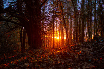 Sunset Forest