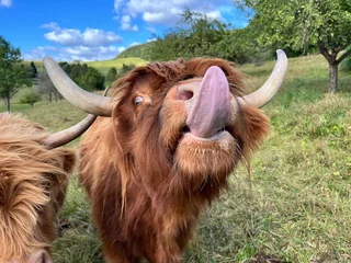 scottish highland cow funnily sticking out tongue © Nicole