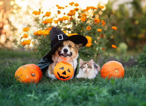 Corgi dog in halloween costume and kitten sitting in yard surrounded by orange pumpkins