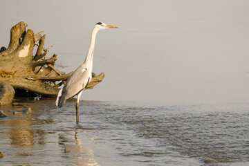 A close-up photo of a Grey Heron standing in a shallow lake.