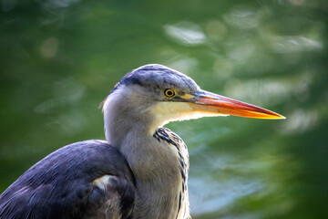 Portrait of Grey Heron (Ardea cinerea) in Dublin, Ireland, often seen in wetlands and rivers.
