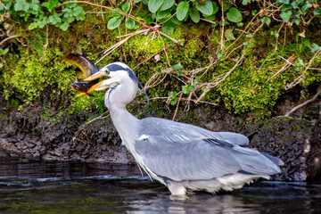 Grey Heron (Ardea cinerea) feeding in Dublin, Ireland, commonly found near freshwater habitats.