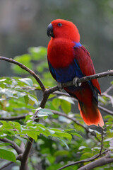 A close-up photo of a Moluccan Eclectus bird.
