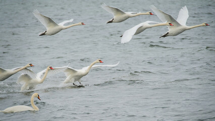 a group of graceful white Swans flying above the ocean
