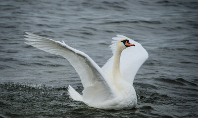 Obraz premium a swan spreads his wings, stretches his neck and splashes 