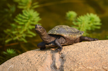 A close-up photo of a turtle.