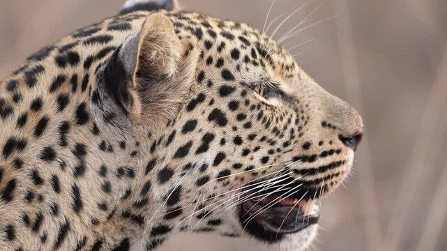 Female Leopard (Panthera pardus), close up of her face as she is hunting. Slow motion, 25 percent natural speed.