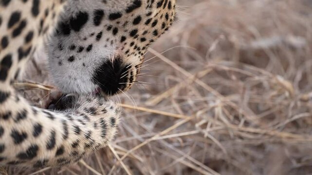Female Leopard (Panthera pardus) cleaning her claws after eating a Common Duiker. Nice view of sharp dewclaw. Slow motion, 25 percent natural speed.