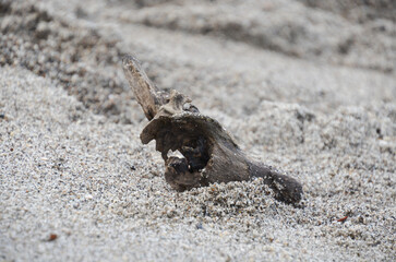 A photo taken on a sunny day at the beach.