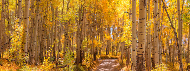 Row of colorful Aspen trees during autumn time in Colorado san Juan mountains.