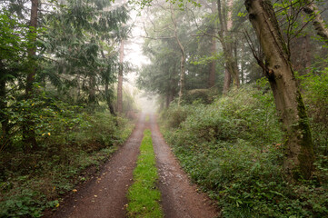 Country drive through a misty forest environment in the Pacific Northwest. A lush green forest makes for the perfect country drive on a foggy morning. 