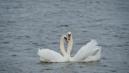 two loving swans build a heart of their necks