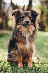 Medium-sized dog with long brown fur sitting on grass