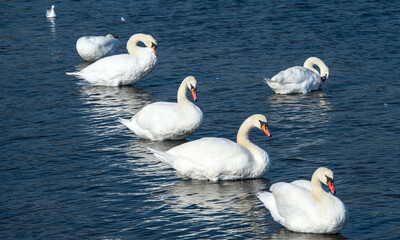Some swans are cleaning their feathers  and swimming in a line

