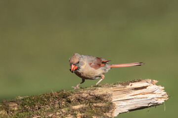 Female Northern Cardinal threatening Jays, chasing them off in later summer