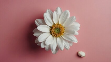 Single white daisy with yellow center on light pink to gray gradient background