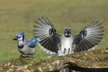 Blue Jays fighting for food on feeder in late summer
