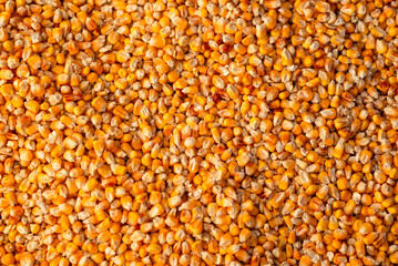 close up of corn grains