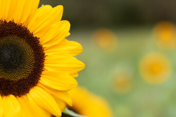 Sonnenblumen, Sunflower 