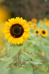 Sunflower, Sonnenblume 