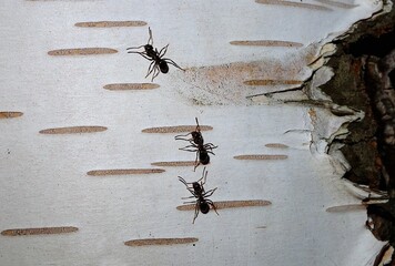 Ants walking on a birch tree trunk.