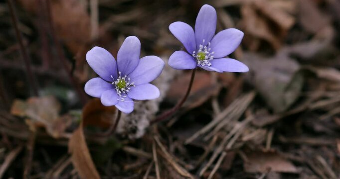 Common Hepatica or Anemone Hepatica, Blue Blossom Wild Flower. Violet Purple Hepatica Nobilis, First Spring Flower in the Blurred Background of Nature. Ranunculaceae family. 4k