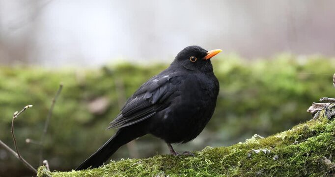 Common Blackbird Turdus merula is Sitting on the Tree Branch. Early Spring.