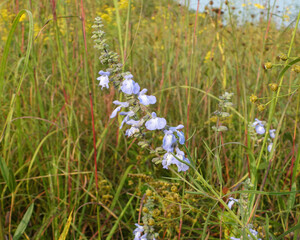 Fototapeta premium Salvia azurea Wild Blue Sage Native North American Prairie Wildflower