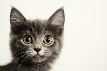 Obraz premium Inquisitive Gray Cat Peeking