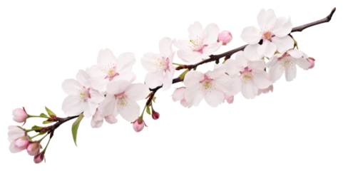 PNG Blossom flower branch cherry.