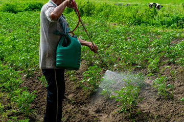 treatment of potato plants from pests, wireworm and Colorado potato beetle, crop protection with a sprayer