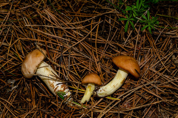 mushrooms on pine needles. background.