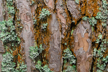 Wet moss-covered tree bark, textured and vibrant, perfect for nature-themed. background