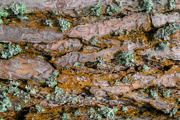 Wet moss-covered tree bark, textured and vibrant, perfect for nature-themed. background