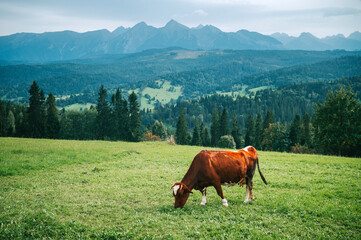 A Cow's Day in the High Tatras. Dairy Farming in Poland and Slovakia