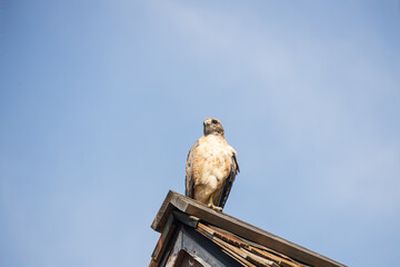Hawk perched in a roof