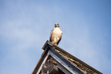Hawk perched in a roof