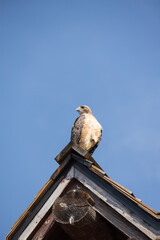 Hawk perched in a roof
