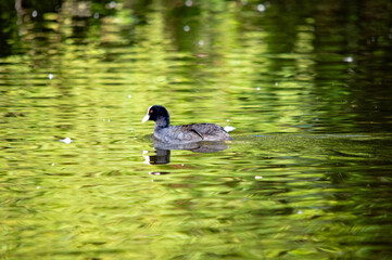Ein Blässhuhn schwimmt in einem ruhigen Gewässer mit reflektionen
