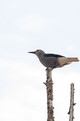 Clark's Nutcracker, grey and black bird sitting on a tree top